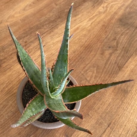 Aloe  Red Dragon