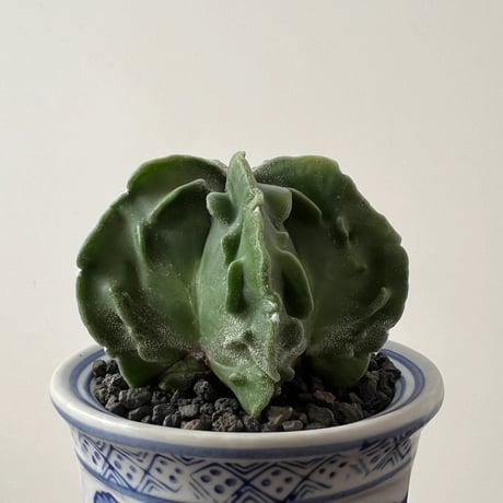 Astrophytum Myriostigma