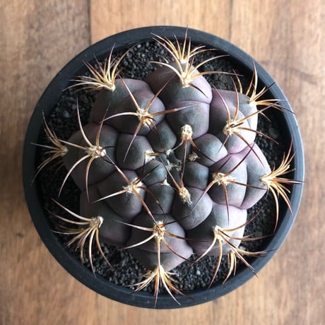 Gymnocalycium pflanzii v. albipurpa