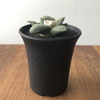Ariocarpus furfuraceus