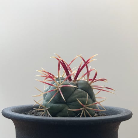 Thelocactus Hexaedrophorus v fossulatus