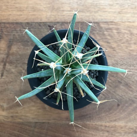 Leuchtenbergia Principis