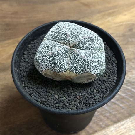 Astrophytum Myriostigma