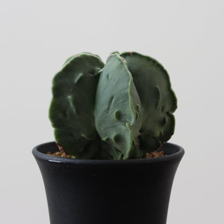 Astrophytum Myriostigma