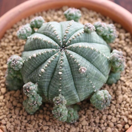 Euphorbia Symmetrica