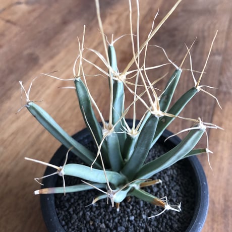 Leuchtenbergia principis