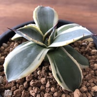 Agave applanata   cream spike