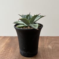 Agave Isthmensis