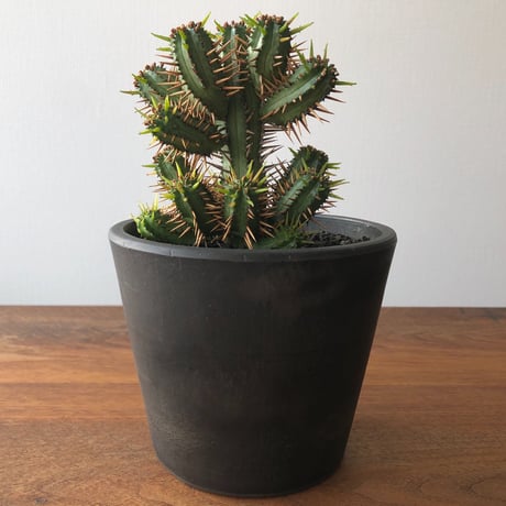 Euphorbia enopla