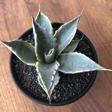 Agave parrasana 'Fire Ball'
