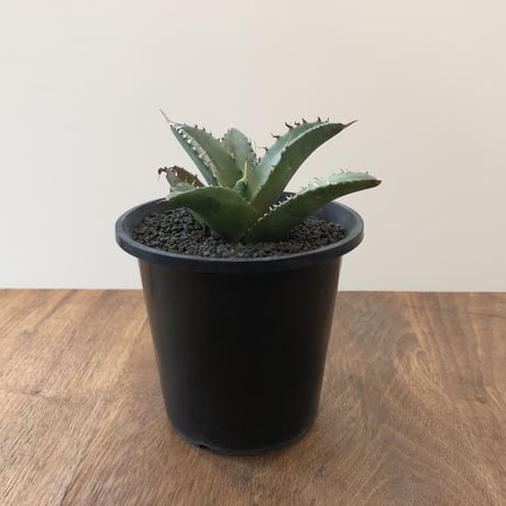 Agave Titanota Fo-076