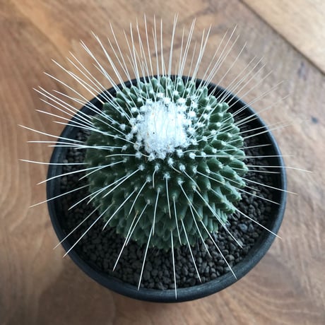 Mammillaria spinosissima PICO