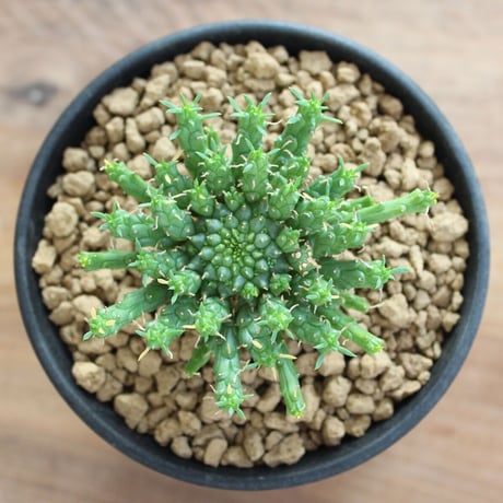 Euphorbia Flanaganii