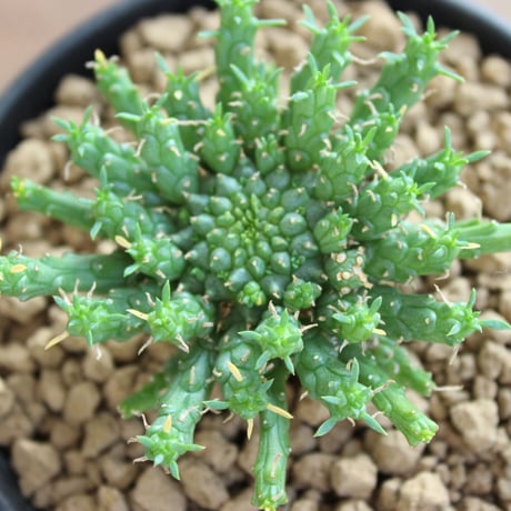 Euphorbia Flanaganii