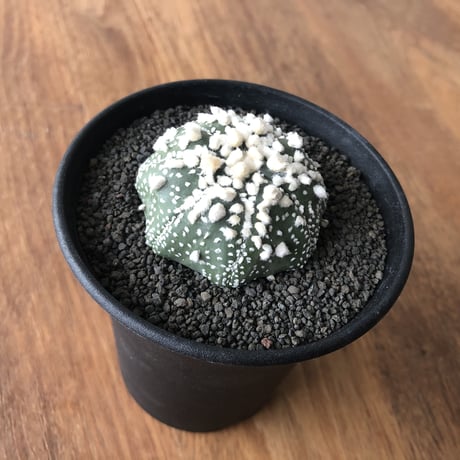 Astrophytum asterias 'Hanazonokabuto'
