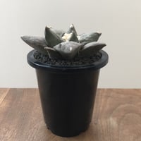 Ariocarpus Furfuraceus