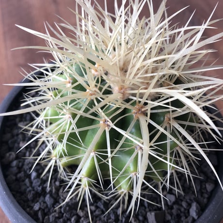 Echinocactus grusonii
