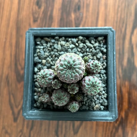 Sulcorebutia Rauschii