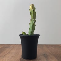 Euphorbia sp
