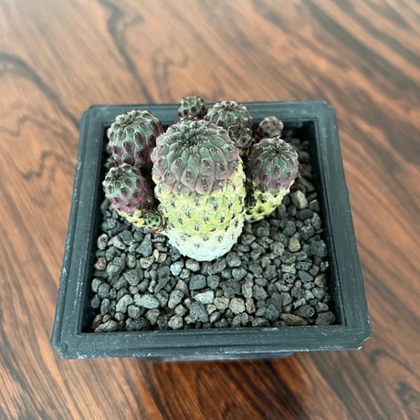 Sulcorebutia Rauschii