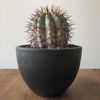 Copiapoa cinerea