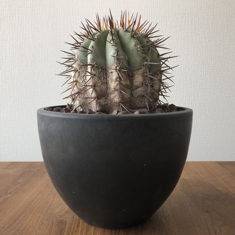 Copiapoa cinerea