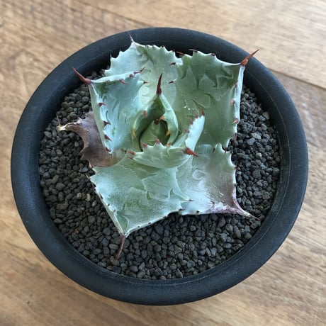 Agave Isthmensis