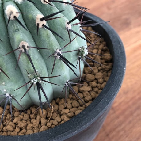 Copiapoa cinerea
