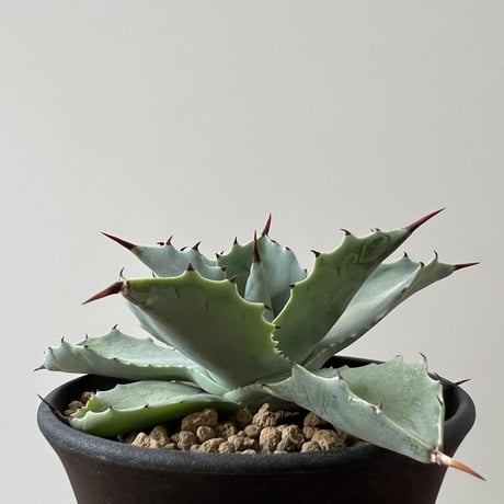 Agave Isthmensis