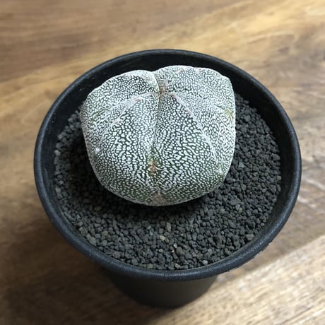 Astrophytum Myriostigma