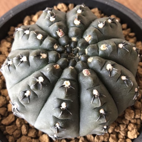 Gymnocalycium asterium