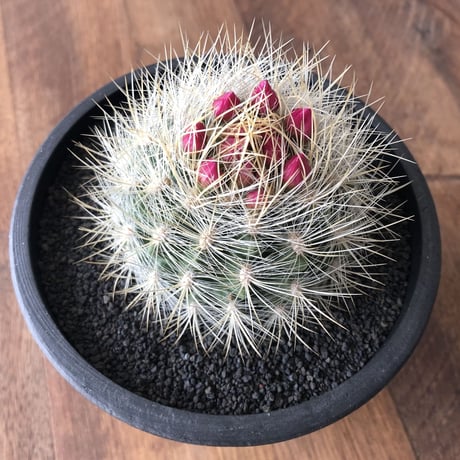 Neoporteria nidus
