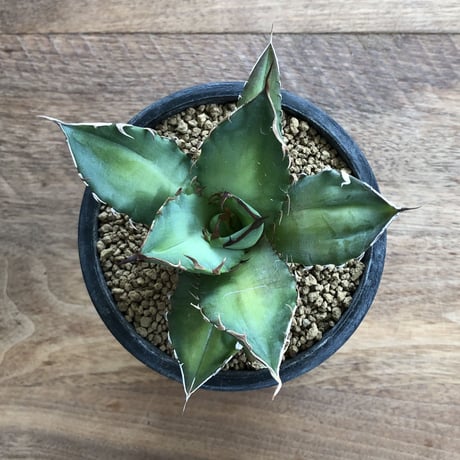 Agave Titanota Fo-076
