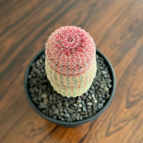 Echinocereus Rigidissimus