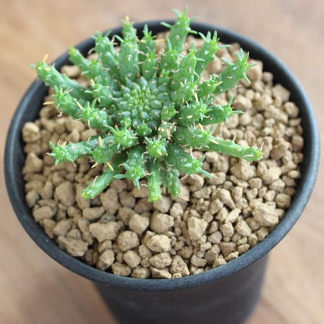 Euphorbia Flanaganii