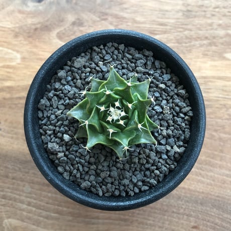 Obregonia Denegrii