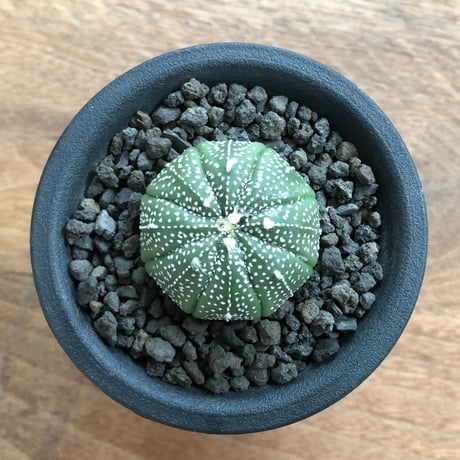 Astrophytum Asterias
