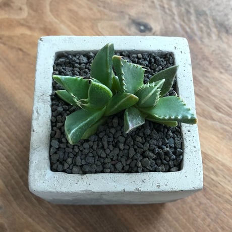 Faucaria Dotou