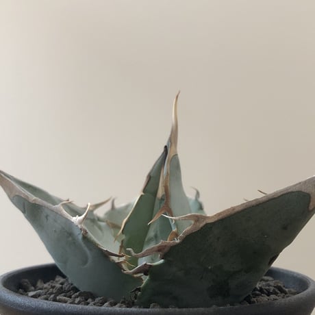 Agave Titanota White Ice