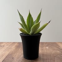 Agave Mitis var. Albidior