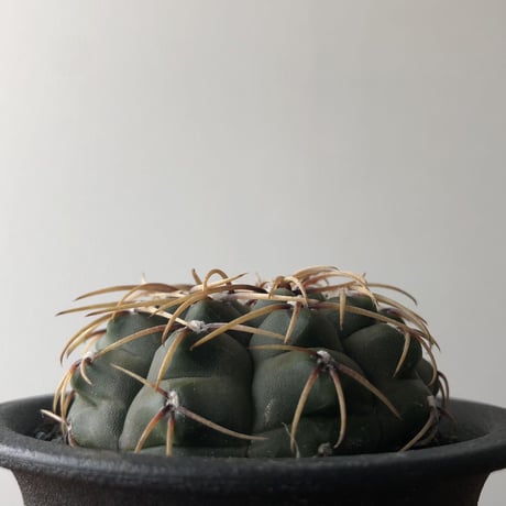 Gymnocalycium vatteri
