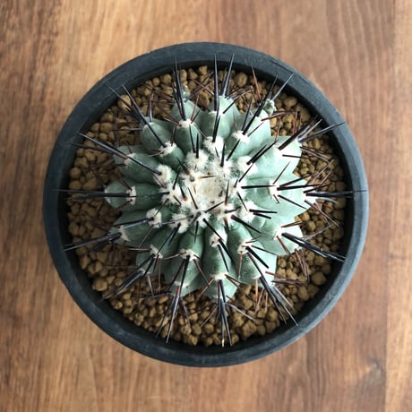Copiapoa cinerea