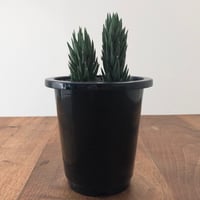 Haworthia glauca herrei