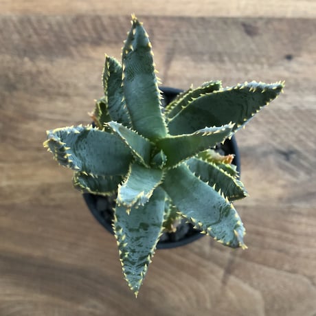 Aloe dichotoma