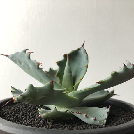 Agave colorata