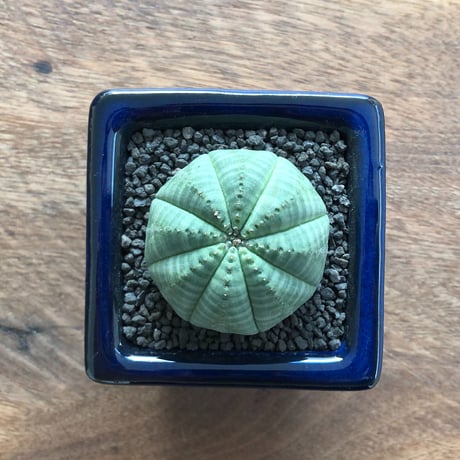 Euphorbia symmetrica