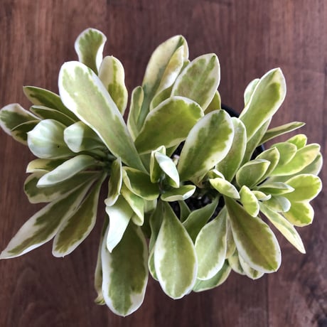 Euphorbia neriifolia cristata variegata
