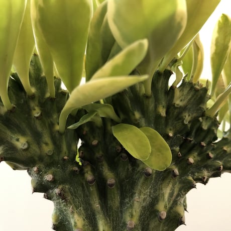 Euphorbia Neriifolia f varieg crist
