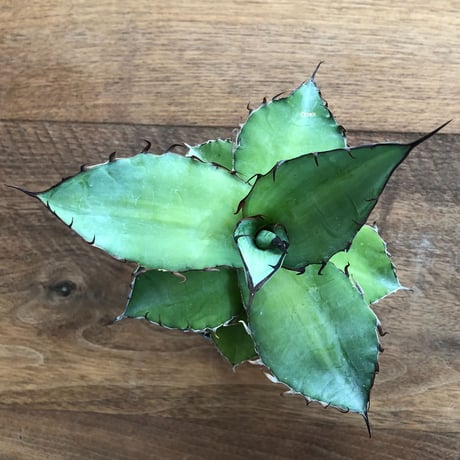 Agave   Titanota  Azul
