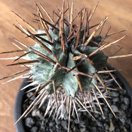 Euphorbia horrida